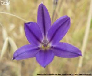 Rompicapo di Brodiaea filifolia