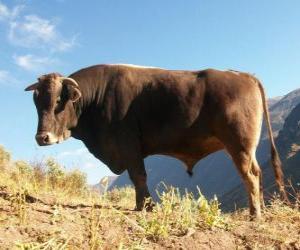 Rompicapo di Bue al pascolo nel campo