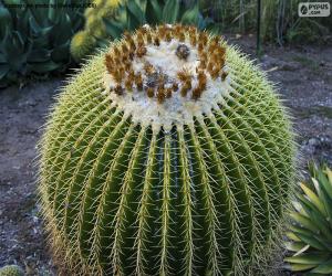 Rompicapo di Cactus rotondo