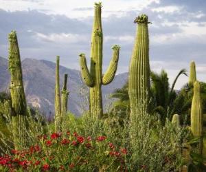 Rompicapo di Cactus Saguaro