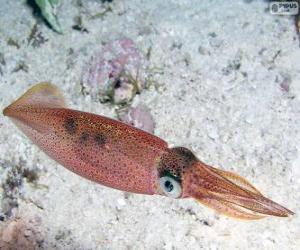 Rompicapo di Calamaro, animale dil mare