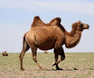 Rompicapo di Cammello, animale ruminante senza corna con due gobbe come un deposito di grasso