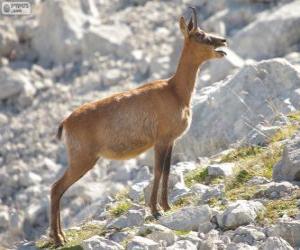 Rompicapo di Camoscio alpino