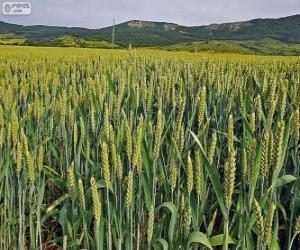 Rompicapo di Campo di cereali in primavera