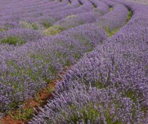 Rompicapo di Campo di lavanda