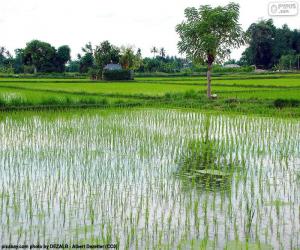 Rompicapo di Campo di riso, Indonesia