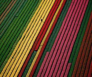 Rompicapo di Campo di tulipani in Olanda