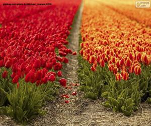 Rompicapo di Campo tulipano