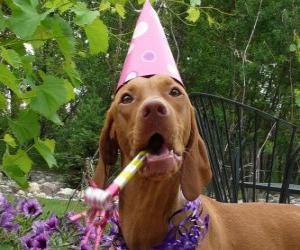 Rompicapo di Cane con il cappello de festa