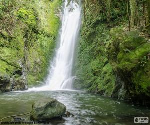 Rompicapo di Cascata e muschio