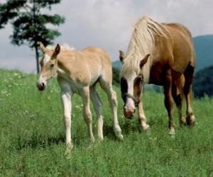 Rompicapo di Cavalla e puledro camminare