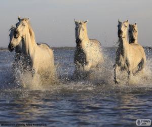 Rompicapo di Cavalli in acqua