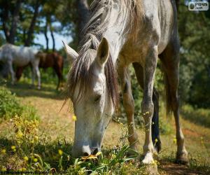 Rompicapo di Cavallo al pascolo