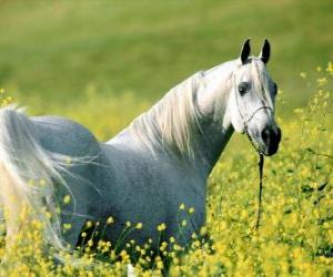 Rompicapo di Cavallo arabo, bianco sul campo