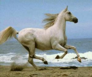 Rompicapo di Cavallo bianco al galoppo sulla spiaggia
