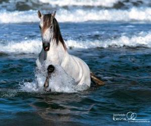 Rompicapo di Cavallo bianco nel mare