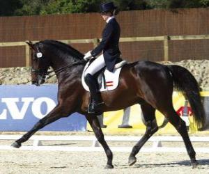 Rompicapo di Cavallo e cavaliere in esecuzione di un esercizio di addestramento