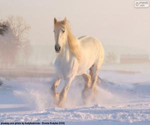 Rompicapo di Cavallo in corsa sulla neve