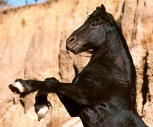 Rompicapo di Cavallo in piedi sulle zampe posteriori, cavallo selvaggio, stallone