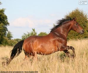 Rompicapo di Cavallo marrone che corre