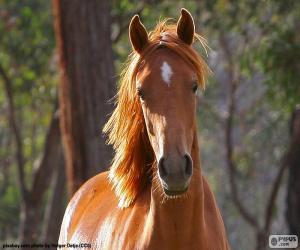 Rompicapo di Cavallo marrone parte anteriore