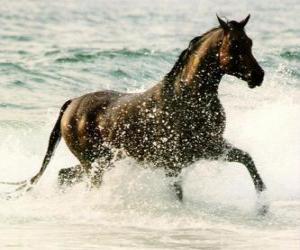 Rompicapo di Cavallo nell trotto nel mare