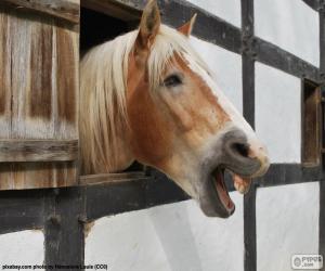 Rompicapo di Cavallo nella stalla