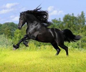 Rompicapo di Cavallo nero