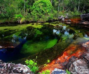 Rompicapo di Caño Cristales, Colombia