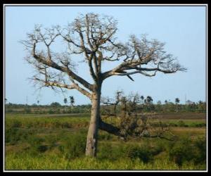 Rompicapo di Ceiba