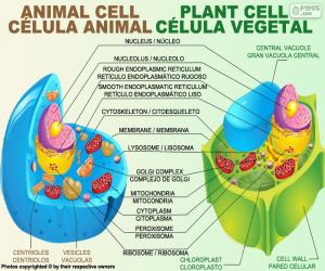 Rompicapo di Cellula animale e vegetale