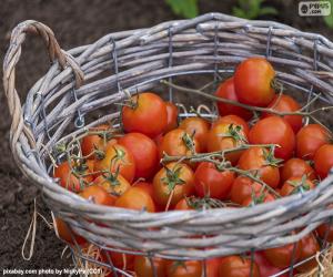 Rompicapo di Cestino dei pomodori