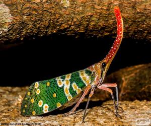 Rompicapo di Cicadidi colorata