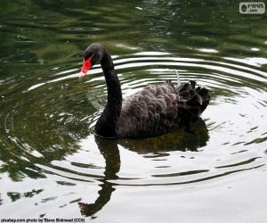 Rompicapo di Cigno nero