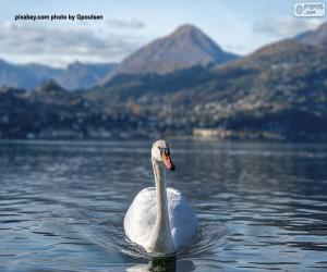 Rompicapo di Cigno sul lago