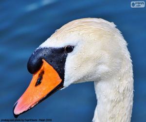 Rompicapo di Cigno testa