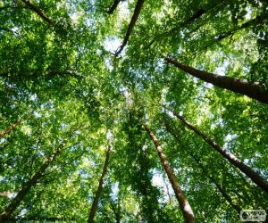 Rompicapo di Cime degli alberi