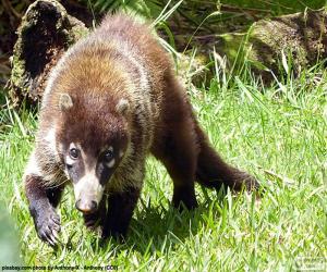 Rompicapo di Coati dal naso bianco