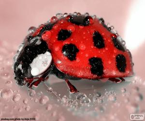 Rompicapo di Coccinella bagnato