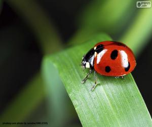 Rompicapo di Coccinella