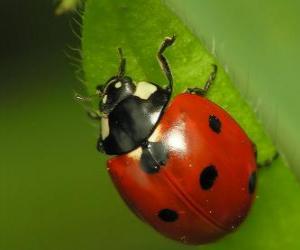 Rompicapo di Coccinelle sulle foglie di una pianta