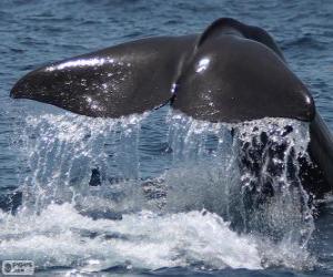 Rompicapo di Coda di balena