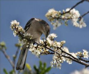 Rompicapo di Colibri pungendo un fiore