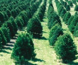 Rompicapo di coltivazione di alberi di Natale