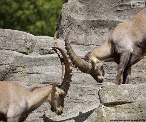 Rompicapo di Combattimento tra due stambeccho delle Alpi