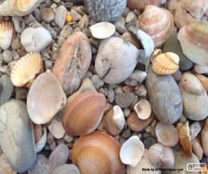 Rompicapo di Conchiglie e pietre del mare