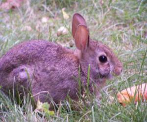 Rompicapo di Coniglio con una carota