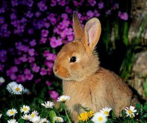 Rompicapo di Coniglio tra i fiori