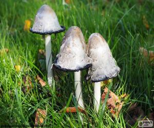 Rompicapo di Coprinus comatus