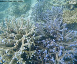 Rompicapo di Coralli marini